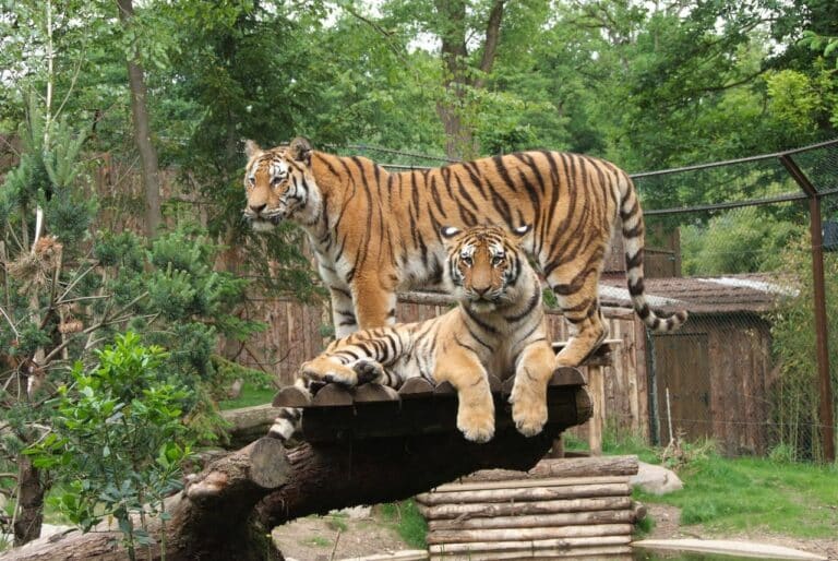 Zoológico de Amnéville dos tigres